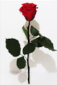 12" Preserved Rose Stemmed  **RED OR PINK***
