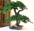 20" TO 22" Tall Double Double Monterey Bonsai 16 to 18" Wide