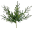 18.5" Polyblend UV Rated Outdoor Sprengerii Bush