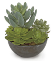 5 Inch Potted Mixed Succulents in Black Pot