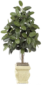 6 Foot Rubber Tree with Roots