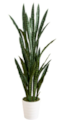 5’ UV Resistant Artificial Sansevieria Plant In White Decorative Planter (Indoor/Outdoor)
