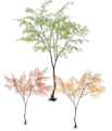 10' Tall Dark Green Minimalist Japanese Maple Life-sized Tree