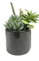 8" Artificial Green Succulents in Cement Pot