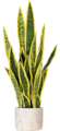 28" Green Snake Plant in 6 x 6 x 6" Gray Cement Pot. Green/yellow edges