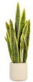 GREEN YELLOW