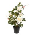 21 inches White Rose Plant in Pot