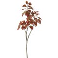 4' Cotinus Coggygria Branch-Red