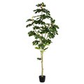 6' Potted Fig Tree 71Lvs
