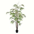 5' Potted Black Japanese Bamboo Tree