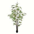 6' Potted Black Japanese Bamboo Tree