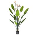 5' Potted Bird of Paradise Palm 14 Leave