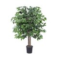 4 feet Ficus Bush in  Plastic Pot
