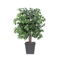 4' Ficus Bush in Gray Square Plastic Pot