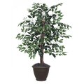 4' Variegated Ficus Bush in Brown Pot