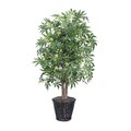 4' Japanese Maple Bush