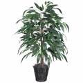 4 Foot Mango Bush