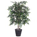 4' Mini Ficus Bush