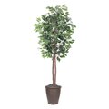 6' Ficus tree Round Brown Container
