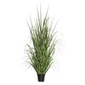 60" Green Ryegrass in Pot
