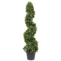 3' Boxwood Spiral In Pot UV
