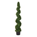 5' Boxwood Spiral In Pot UV