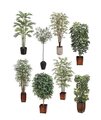 8 Assorted Tree Package Green
