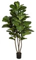 6.5 Foot Fiddle Leaf Fig Tree On natural wood  Multi-trunk