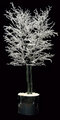 6' Winter Upswept Ice Tree on Natural Trunks