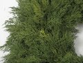 Earthflora's 28 Inch Natural Touch Mixed Pine Wreath