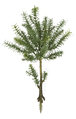 23" Rosemary Bush
