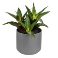 10" Green Potted Aloe