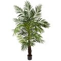 6’ Areca Palm Tree