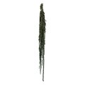 30 inches Preserved Green Amaranthus Bundle 7oz Bundle