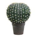 13.5 inches Green Barrel Cactus Ball in Gray/Red Pot