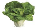 3.5″ Cabbage Green *****12 PC MIN ORDER***