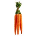 15" Carrot Bundle  Orange