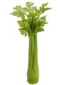 11"H Celery  Green