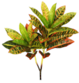 20 inches Croton Bush -  Multi Color - Bare Stem