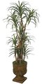 6 Foot Dracaena Marginata - Natural Trunks - 183 Leaves  - Green/Red