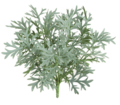 15" Outdoor UV/ Fire rated Dusty Miller Bush with 76 Silver and Green Leaves. 10" Foliage Width