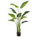 60 inches Traveller Palm Plant in Pot Green