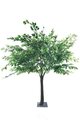 6.5' Tall Green Ficus Tree Thick Single Trunk Removeable Branches