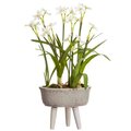 28" Paperwhite With Bulb in Cement Planter With Wood Stand White