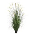 24" Green Foxtail Grass in Pot