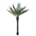 6 feet Outdoor  Kentia Palm.  252 Leaves  9 Branches and a Natural Coco Trunk  in a Black Pot