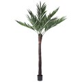 8 feet Outdoor  Kentia Palm.  288 Leaves on 9 Branches and a Natural Coco Trunk  in a Black Pot