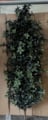A-1114 5 feet TO 8 feet  Polyblend Mountain Laurel Bush UV stabilized and waterproof