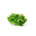 7 Inch Real Touch Lettuce Head