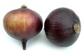 Large Onion - 3.5" Diameter - Lavender/Purple